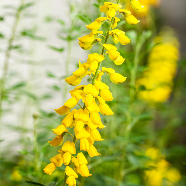 Gelber Schwarzer Ginster Cyni als Zierstrauch für deinen Garten - Bild 1