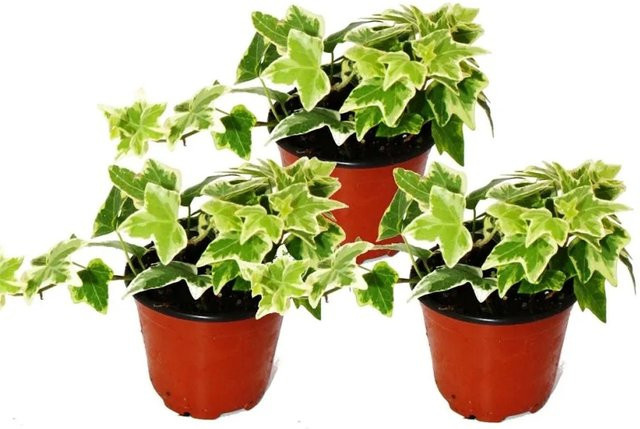 Exotenherz Hedera Helix Efeu mit weißbuntem Laub, 3er Set im 9cm Topf - Bild 1