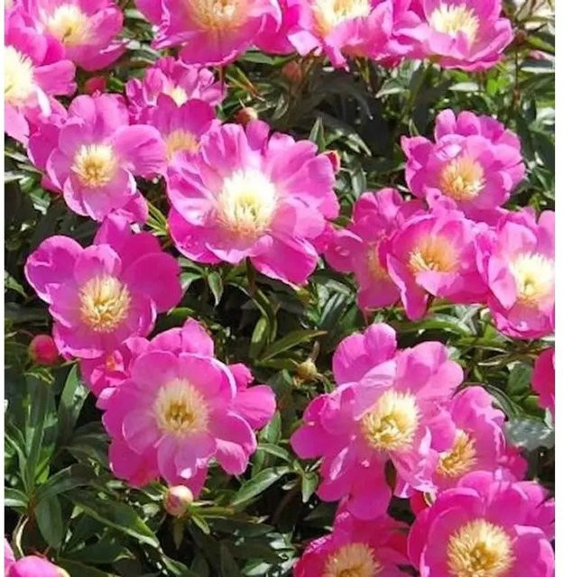 Edelpfingstrose Wladyslawa Paeonia actiflora in Pink als mehrjährige Gartenpflanze - Bild 1