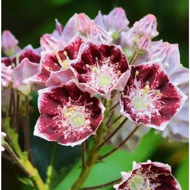 Berglorbeer Kalmia latifolia Pinwheel als Zierstrauch für deinen Garten, Höhe: 50-60 cm - Bild 1