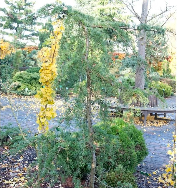 Hänge-Himalaya Zeder Calocedrus deodara Solitärbaum, Höhe: 80-100 cm - Bild 1