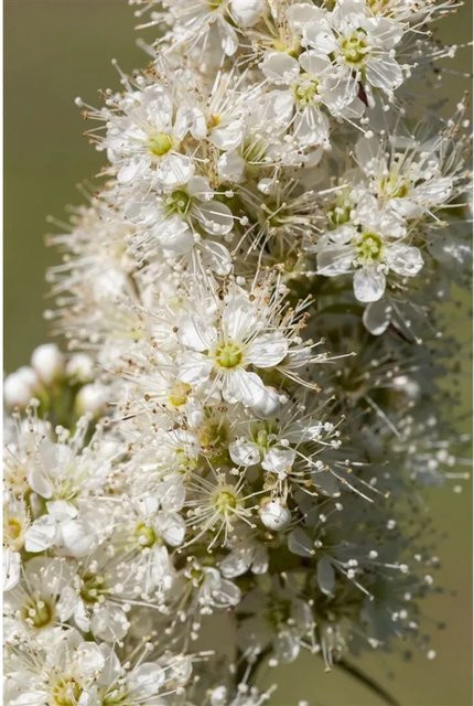 Sorbaria Sorbifolia Fiederspiere Weiß blühender Zierstrauch für deinen Garten, Höhe: 100–125 cm - Bild 1