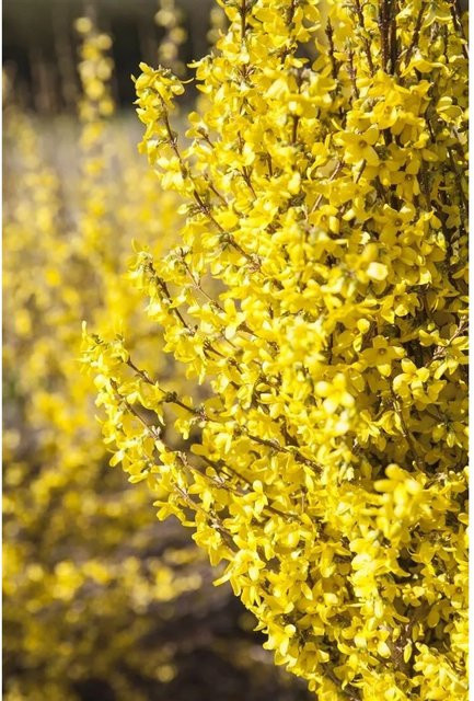Forsythia Week-End -R- Forsythie in leuchtendem Gelb, Zierstrauch für den Garten und Außenbereich, Höhe: 60–80 cm - Bild 1