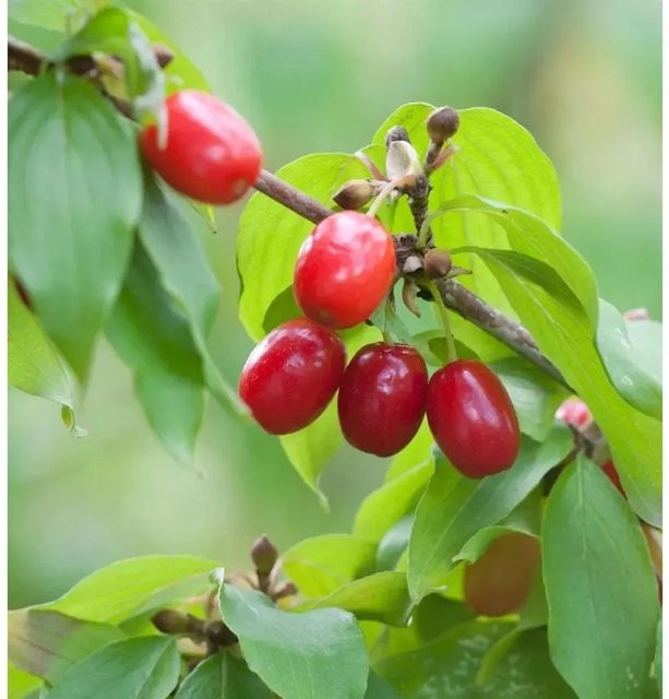 Kornellkirsche Cornus mas als Heckenpflanze für deinen Garten, Höhe: 80-100 cm - Bild 1
