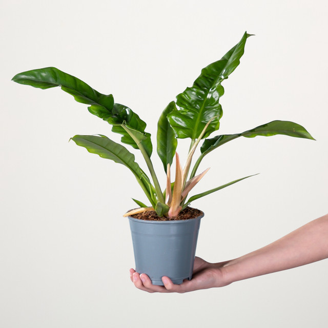 Philodendron Narrow Zimmerpflanze von BLUME2000, grün, Kletterpflanze für hellen Standort - Bild 1