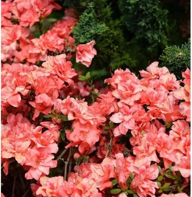 Japanische Azalee Cherie Rhododendron obtusum in Pink, Höhe: 40-50 cm - Bild 1