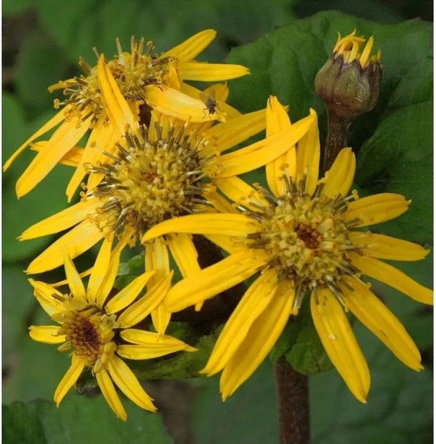 Ligularia dentata Greiskraut als mehrjährige Solitärpflanze von Nr-01.de - Bild 1
