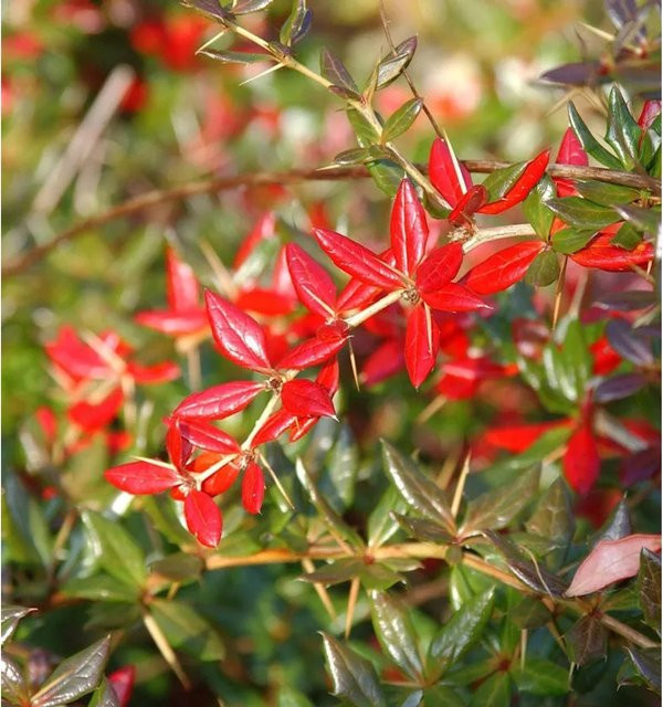 Immergrüne Kissenberberitze Berberis candidula für deinen Garten - Bild 1