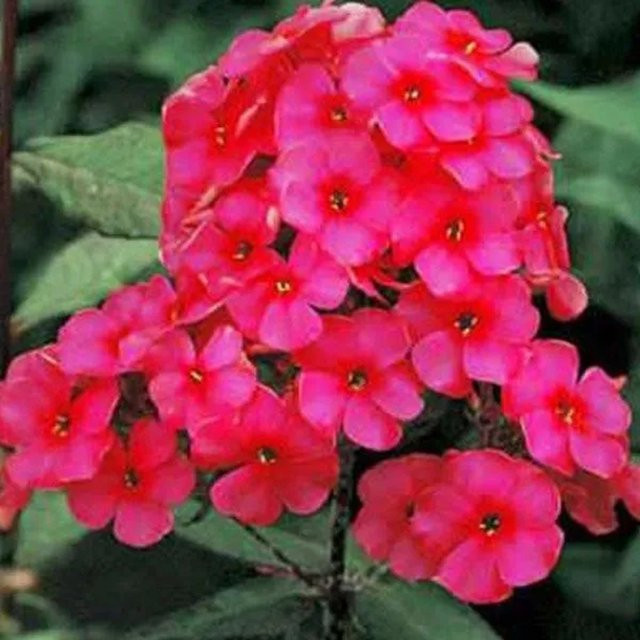 6er Set Arborix Hohe Flammenblume Starfire Phlox paniculata mit roten Blüten im 9 cm Topf - Bild 1