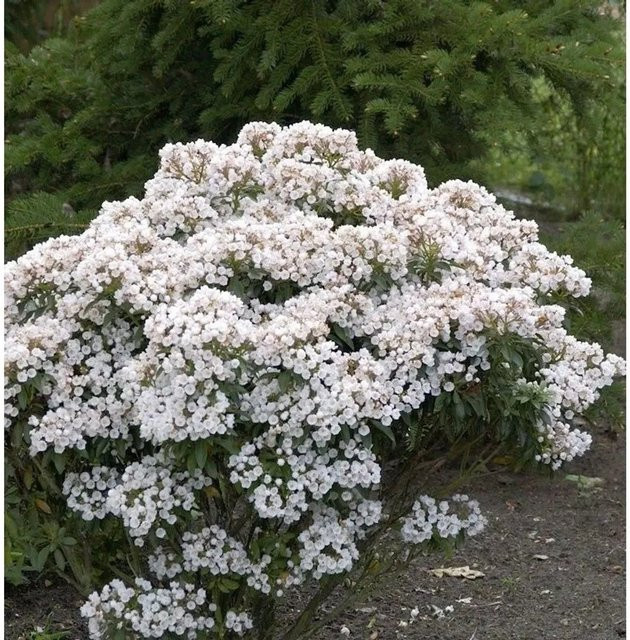 Kalmia latifolia Berglorbeer Nr-01.de Zierstrauch für den Garten, Höhe: 30 cm - Bild 1