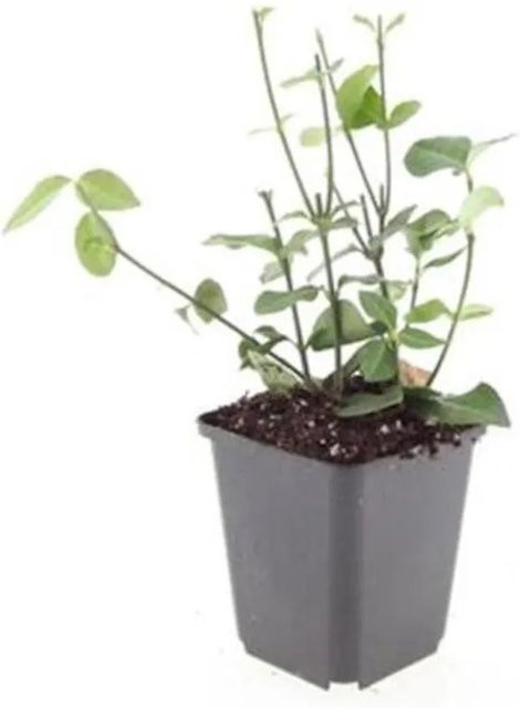 Exotenherz Euonymus Fortunei Coloratus Bodendecker Kriechspindel Set mit 6 Pflanzen in 9cm Töpfen, Purpur-Rosa-Grün - Bild 1