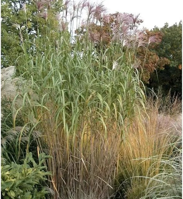 Riesenchinaschilf Aksel Olsen Miscanthus floridulus, grün, mehrjährig - Bild 1