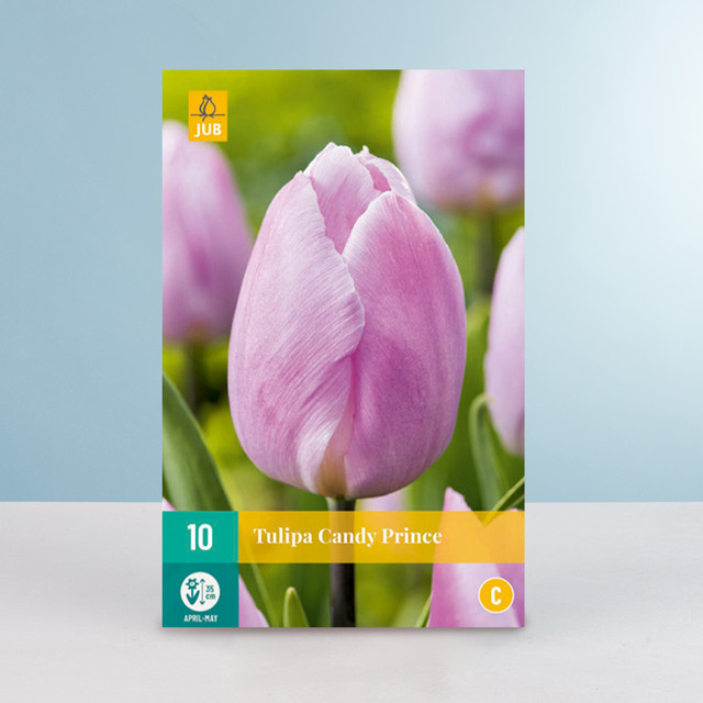 Tulpenzwiebeln Candy Prince von BLUME2000 für Balkon und Terrasse, 10 Stück - Bild 1