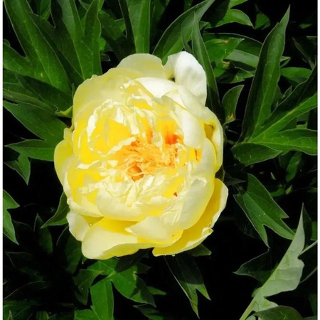 Halbstrauchige Pfingstrose Bartzella Paeonia itoh gelbe Staude im Topf