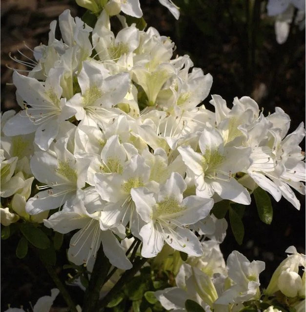 Japanische Azalee Palestrina Rhododendron obtusum als Zwerg Alpenrose in Topf, Höhe: 20-25 cm - Bild 1