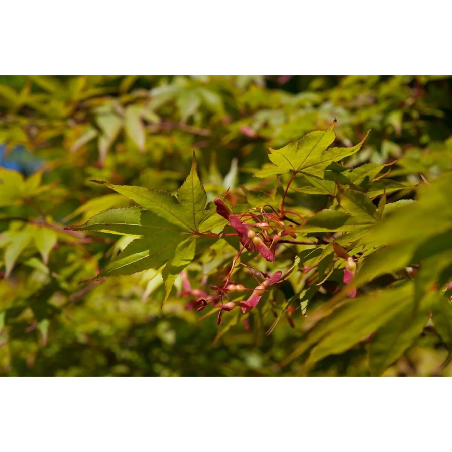 Acer Palmatum Osakazuki Japanischer Ahorn Leuchtend Rot 80–100 cm von Pflanzen für dich - Bild 2