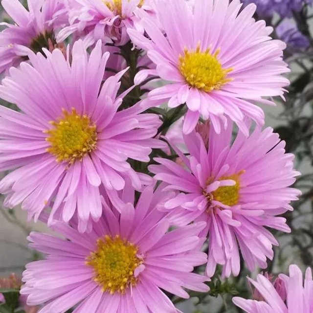 6er Set Glattblatt-Aster Sarah Ballard Aster novi-belgii als mehrjährige Herbstblüherin im 9 cm Topf von Arborix - Bild 1