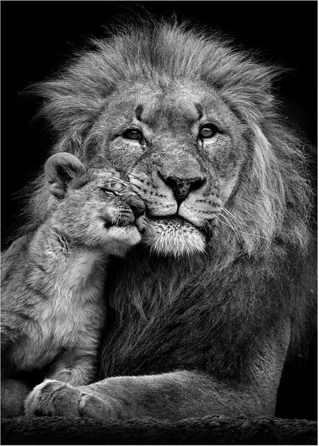 DIMENGQI Leinwand Poster Löwe Wildlife Tiere Wandkunst in Schwarz und Weiß, B: 40 cm, H: 60 cm - Bild 1