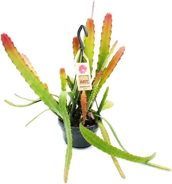 Exotenherz Epiphyllum Anguliger Red Tip Kaktus mit rötlicher Färbung im Ampeltopf, 14 cm - Bild 1