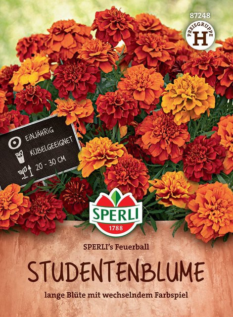 SPERLI Studentenblumen-Samen Feuerball in Rot - Bild 1