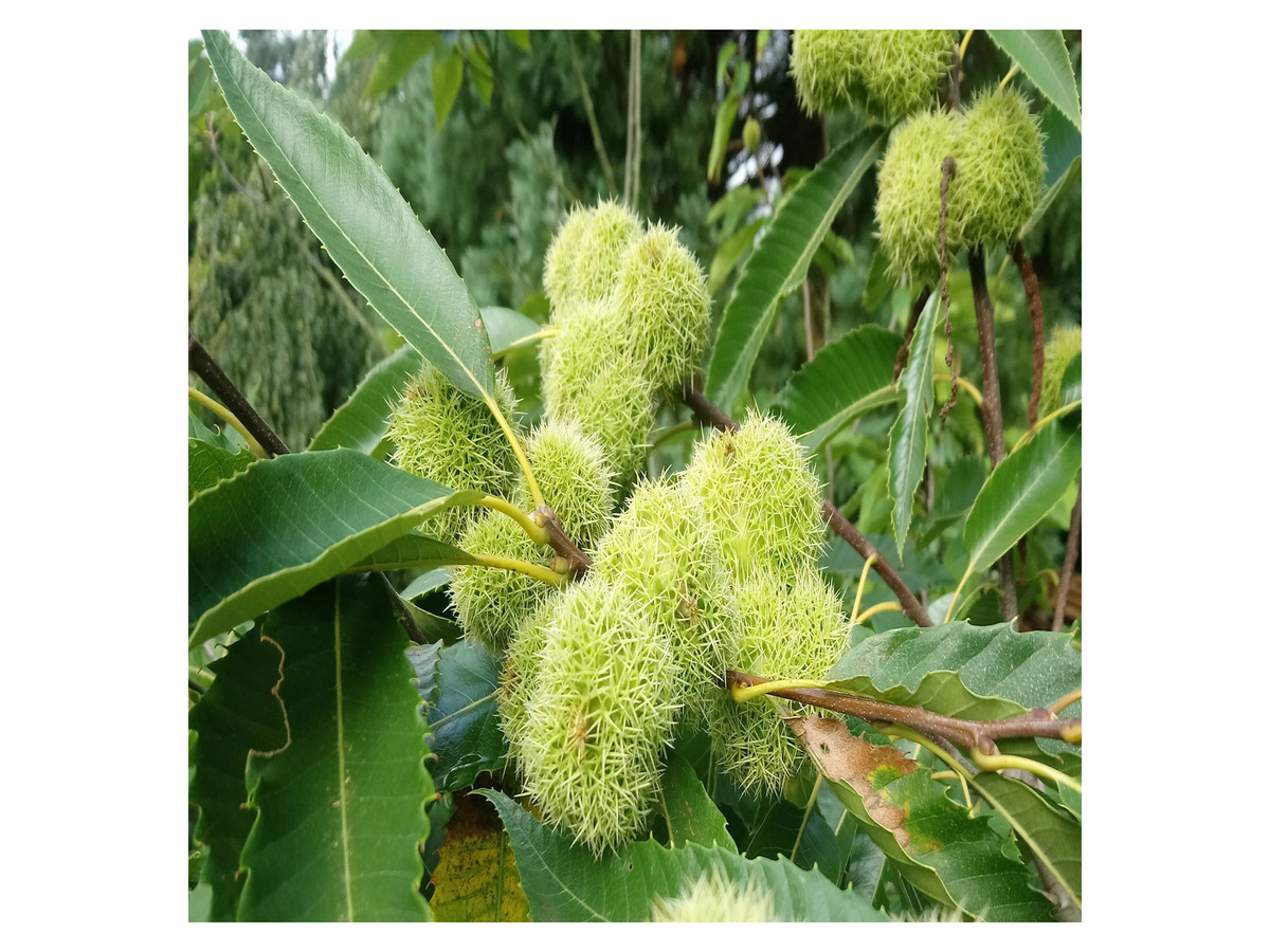 Esskastanie Castanea sativa als Obstbaum zum Anpflanzen - Bild 2