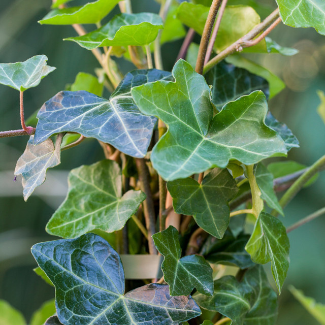 Großblättriger Irischer Efeu Hibernica als Kletterpflanze und Bodendecker, 12 Pflanzen, Grün, Mein schöner Garten Shop - Bild 1