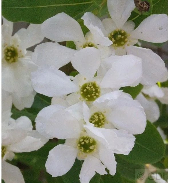 Exochorda racemosa Blütenhecke weiß von Nr-01.de, Höhe: 40-60 cm - Bild 1