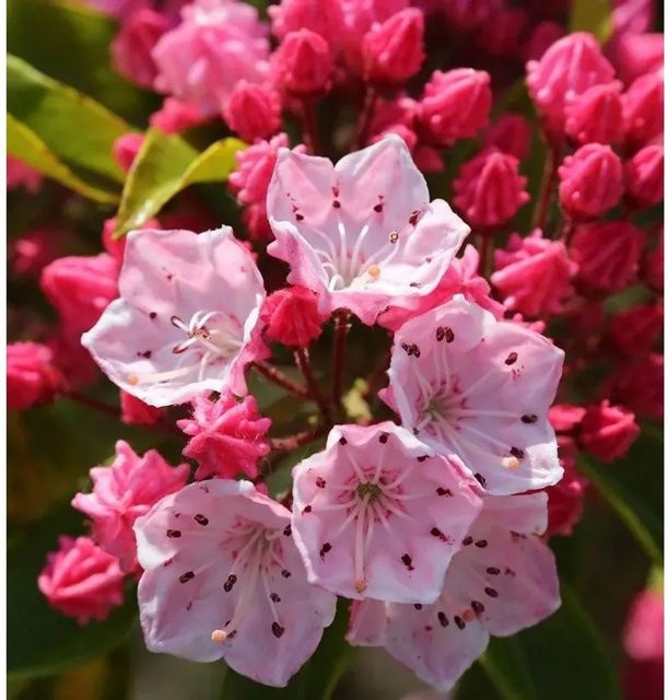 Berglorbeer Kalmia latifolia Ostbo Red Strauch, Farbe: Rot, Höhe: 40-50 cm - Bild 1