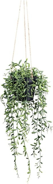Modern Living Kunstpflanze Senecio Herreianus II Sukkulente in Grün, Höhe: 55 cm - Bild 1