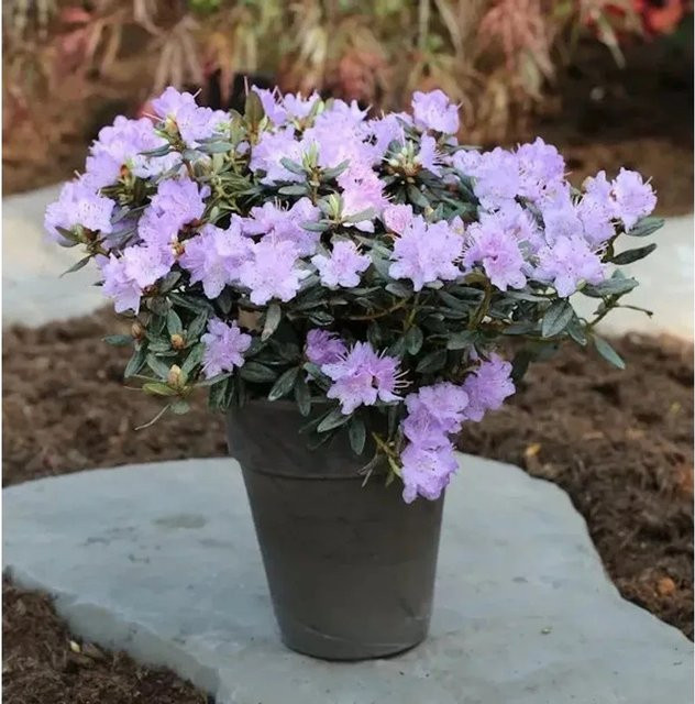 Zwerg Rhododendron Ramapo Rhododendron impeditum Alpenrose in Purple, Topfgröße 15-20 cm - Bild 1