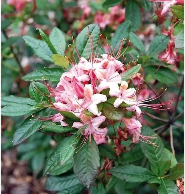 Rhododendron viscosum Lollipop Strauch, Höhe: 30-40 cm - Bild 1