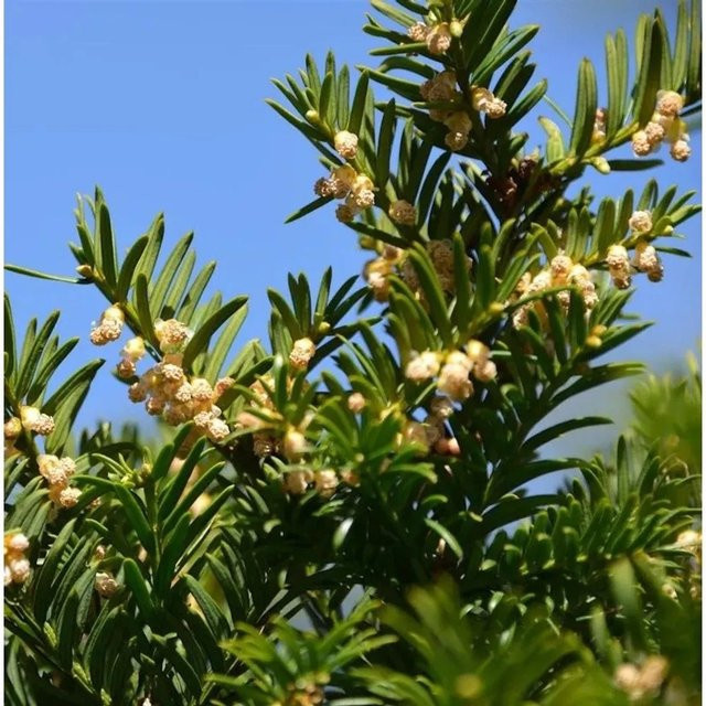 Taxus media Eibenhecke Nidiformis von Nr-01.de, grün, Höhe: 40-50 cm - Bild 1
