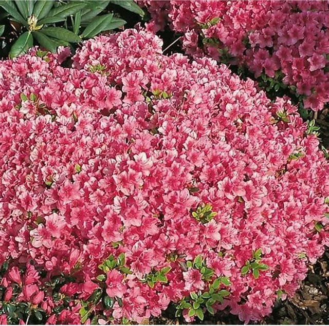 Japanische Azalee Michiko Rhododendron obtusum Zwerg Alpenrose in Pink, Topfpflanze 15-20 cm - Bild 1