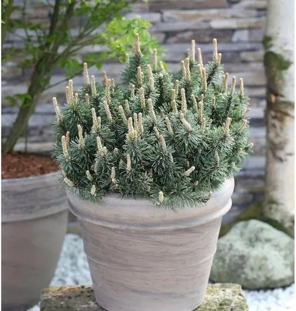 Zwergkiefer Humpy Pinus mugo im Topf, Grün, 15-20 cm - Bild 1