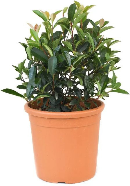 GROW by OBI Glanzmispel Carré Rouge Photinia fraseri Heckenpflanze im Topf, Höhe: ca. 10 cm, Topfgröße: ca. 25 cm - Bild 1