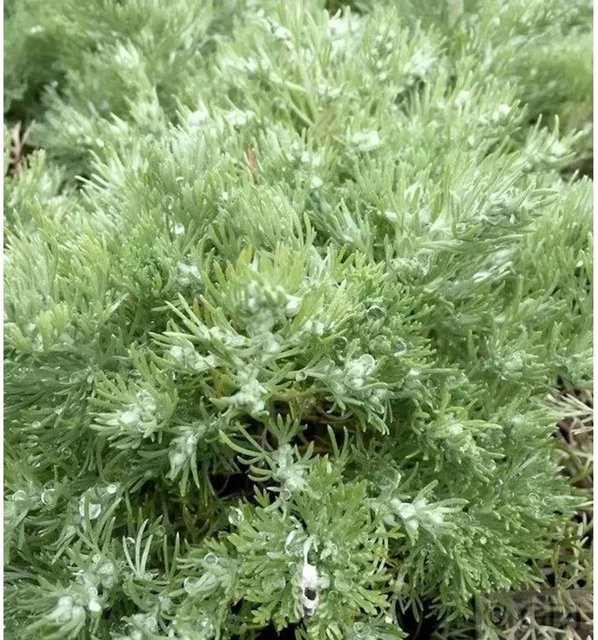 Edelraute Artemisia schmidtian in Silber, Grau und Grün als mehrjährige Bodendecker-Pflanze - Bild 1