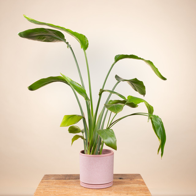 Keramik Blumentopf Portugal von Green Living in Rosa mit Untersetzer, Höhe: 14 cm - Bild 1