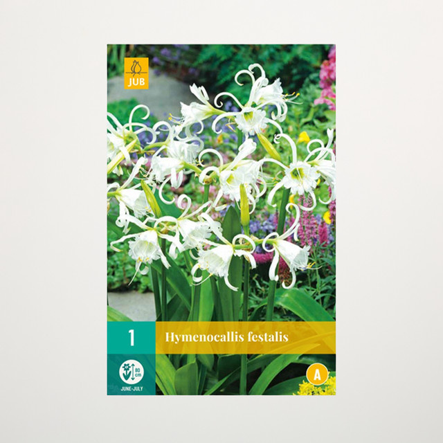 Ismene weiß Blumenzwiebel von BLUME2000 - Bild 1