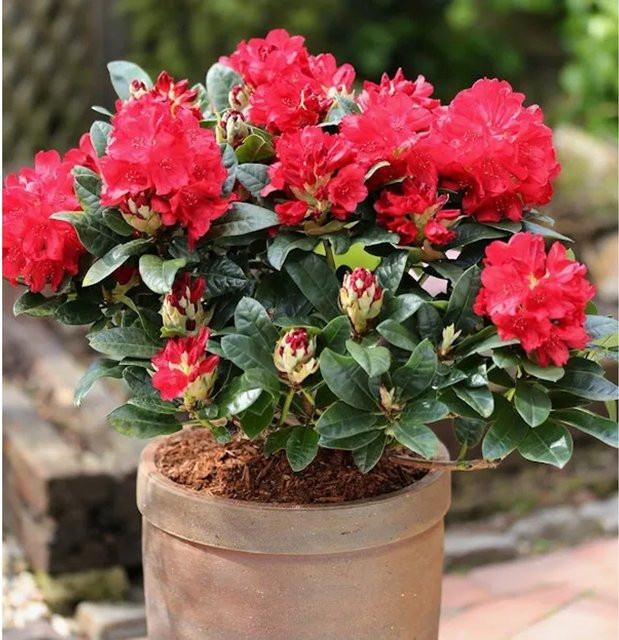 INKARHO Rhododendron Lisetta Alpenrose, großblumiger Zierstrauch in Pink, Höhe: 30-40 cm - Bild 1