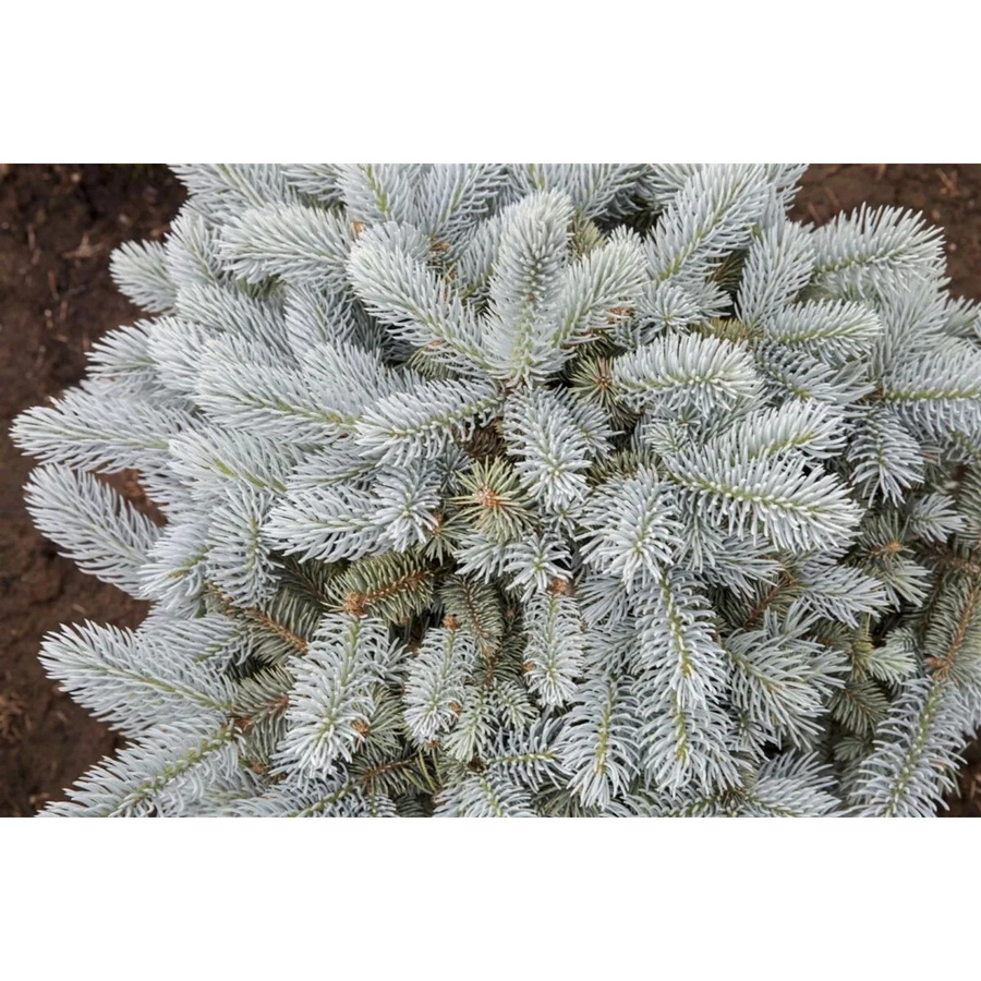 Blaue Stechfichte Picea Pungens Glauca Globosa Kompakt Nadelgehölz Blau - Bild 2
