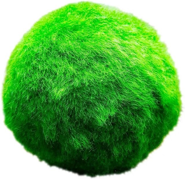 Vdvelde Marimo Moosbälle Cladophora Aegagropila, 5 Stück, grün, Durchmesser: 3 cm, zur Algenbekämpfung für Aquarien und Gartenteiche - Bild 1