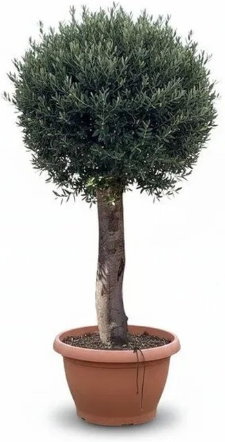 Sunny-Tree Olea Europea Winterharter Olivenbaum in Kugelform im Decotopf, Höhe: 200 cm - Bild 1