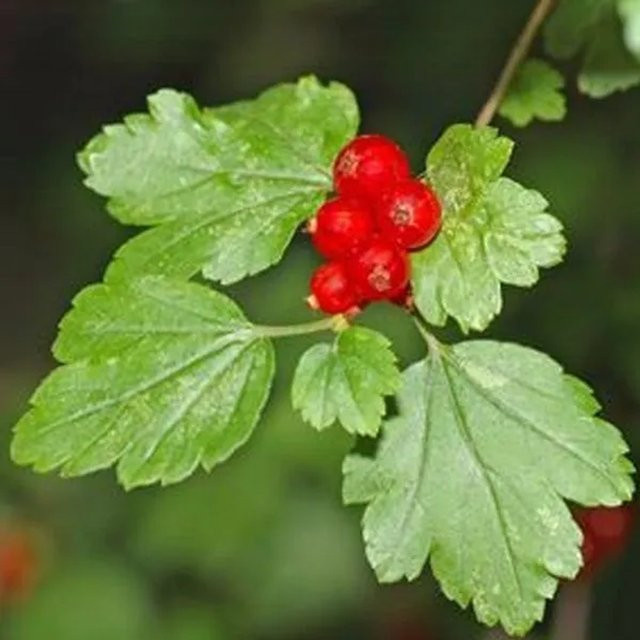 Arborix Alpen-Johannisbeere Ribes alpinum Heckenpflanze im Container, Höhe: 55 cm - Bild 1