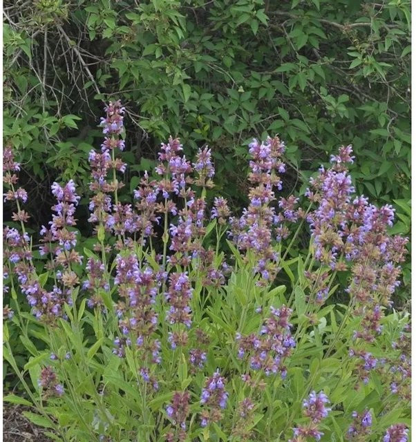 Echter Salbei Würzburg Salvia officinalis Gewürz- und Duftpflanze von Die Nr-01.de - Bild 1