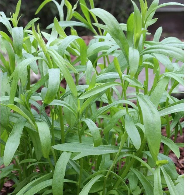Nr-01.de Estragon Artemisia dracunculus als mehrjährige Pflanze für den Garten, Grün - Bild 1