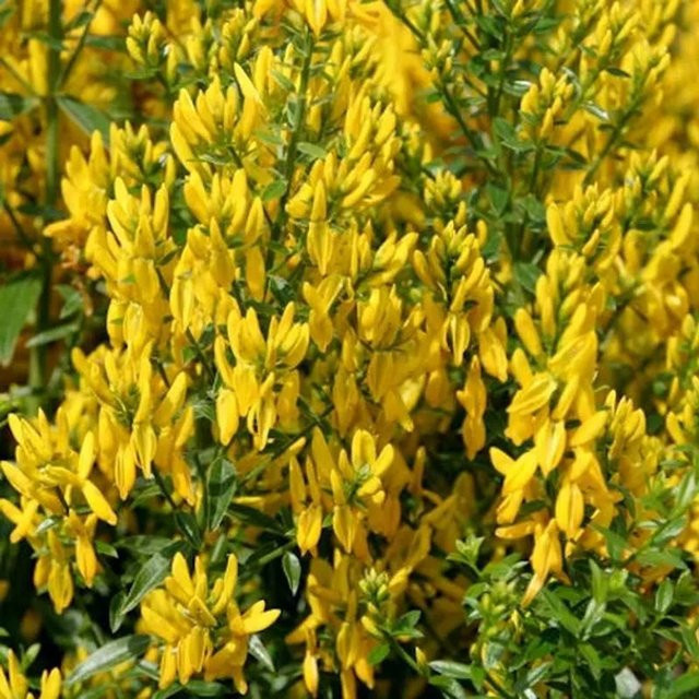 Gefüllter Färberginster Genista tinctoria gelb, Höhe: 30-40 cm - Bild 1