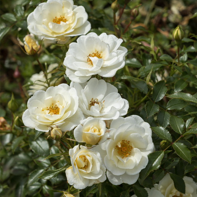 Rosen-Halbstamm Tantau Bienenweide Ivory in Rosa, Höhe: 60 cm - Bild 1