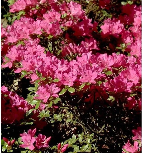 Japanische Azalee Diamant Purpur Rhododendron obtusum Zwergstrauch in Purpur/Pink, Topfpflanze 20-25 cm - Bild 1