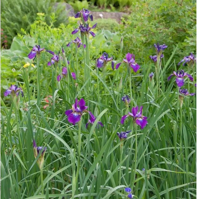 Sibirische Schwertlilie Red Flare Iris sibirica in Rot von Nr-01.de - Bild 1