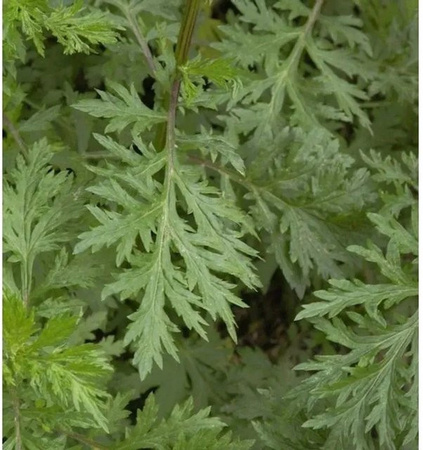 Nr-01.de Beifuß Artemisia vulgaris grüne Kräuterpflanze im Topf